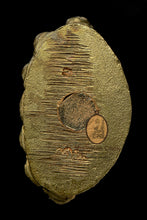 Load image into Gallery viewer, Phra Kring Roon Raek - MKCamulet