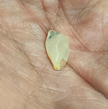 将图片加载到图库查看器,Real Patthawee That - MKCamulet