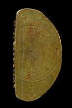 Load image into Gallery viewer, Luang Phor Derm, Wat Nong Pho 2516 - MKCamulet