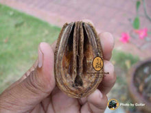 Load image into Gallery viewer, Khun Paen Sai Dam Maha Saneh - MKCamulet