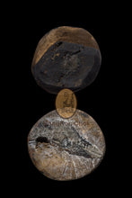 Load image into Gallery viewer, Yinku Maha Saneh (Bucha) - MKCamulet